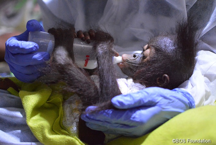 Bereits drei Orang-Utan-Babys im Jahr 2021 gerettet / Das jüngste Baby ist erst sechs Monate alt